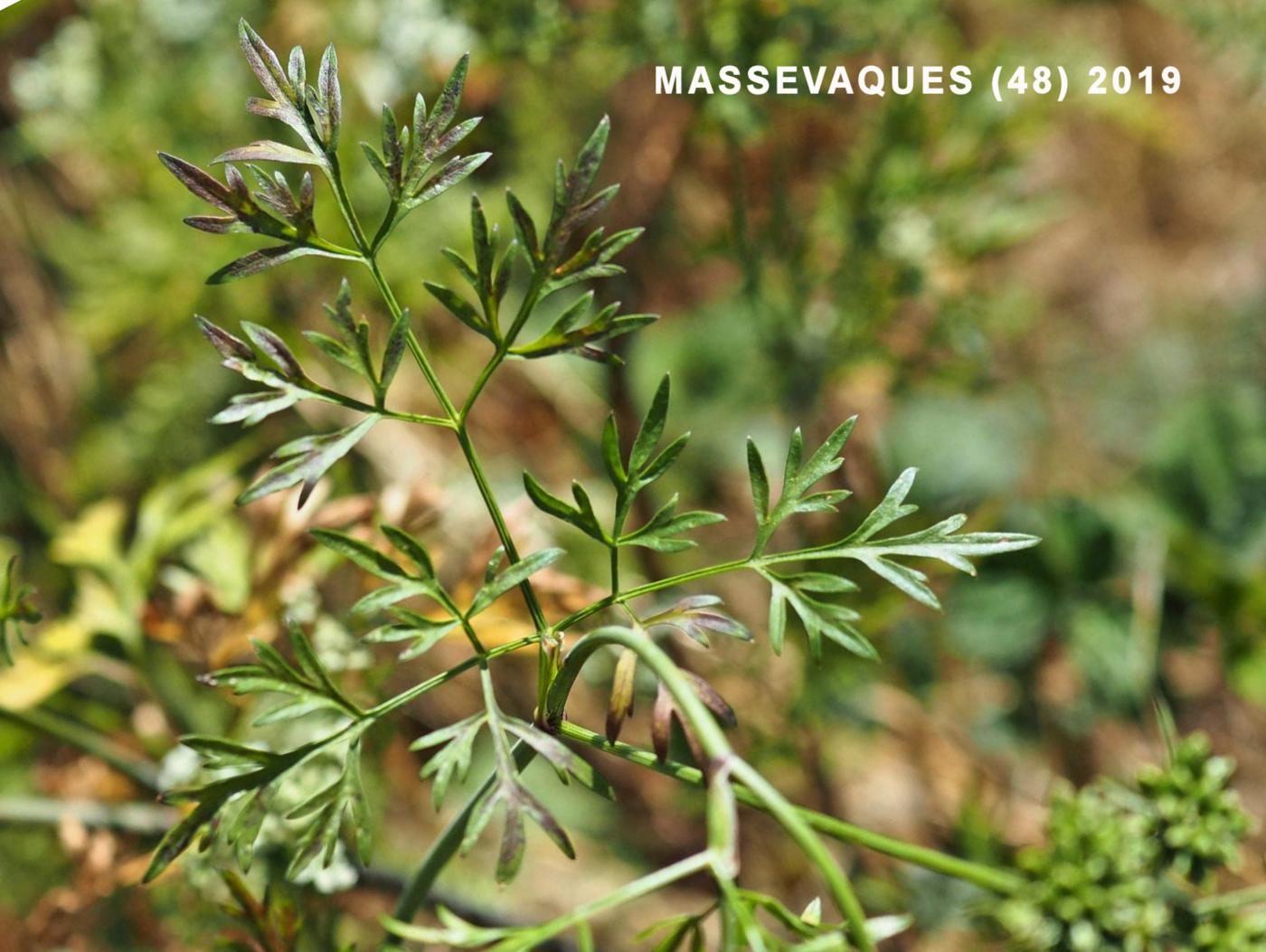 Fool's Parsley leaf